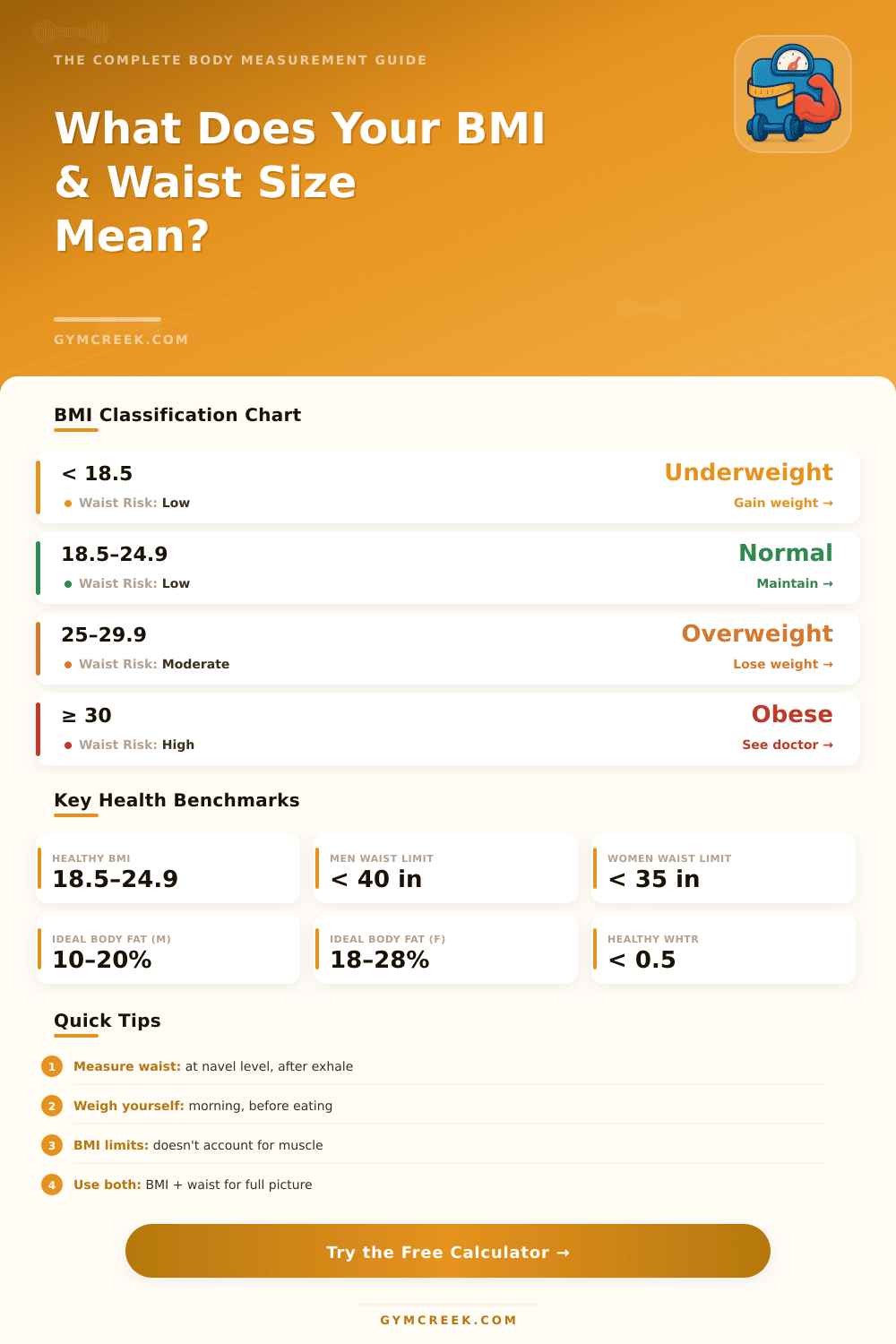 BMI & Waist Measurement Calculator: Know Your Health Risk