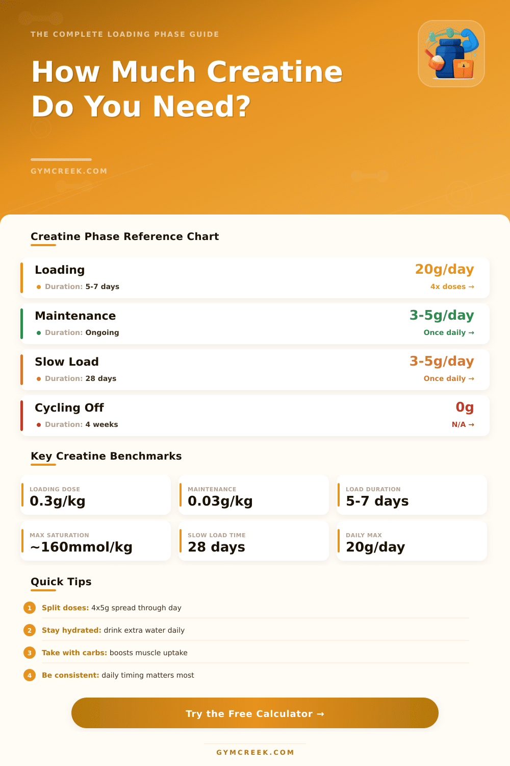 Creatine Loading Phase Calculator – Optimize Your Dosage