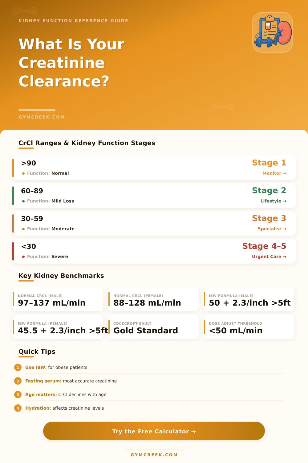 Creatinine Clearance Calculator – Estimate Kidney Function