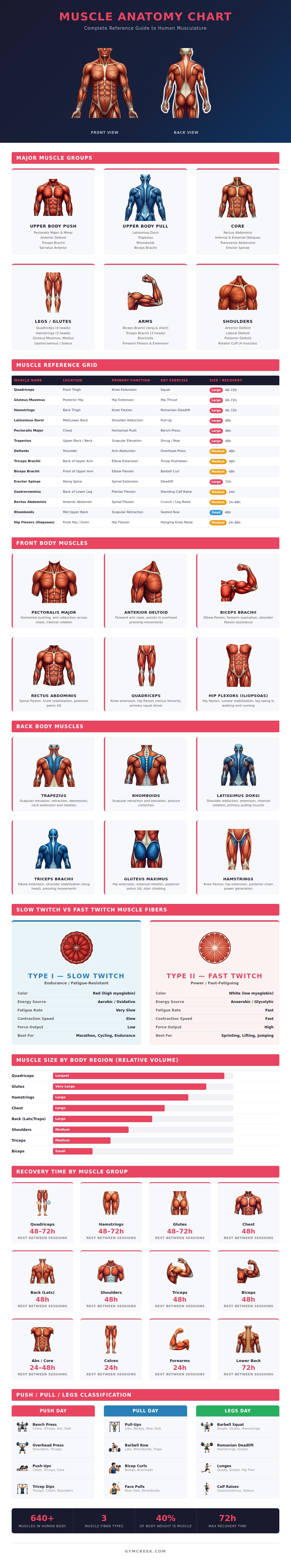 Muscle Anatomy Chart