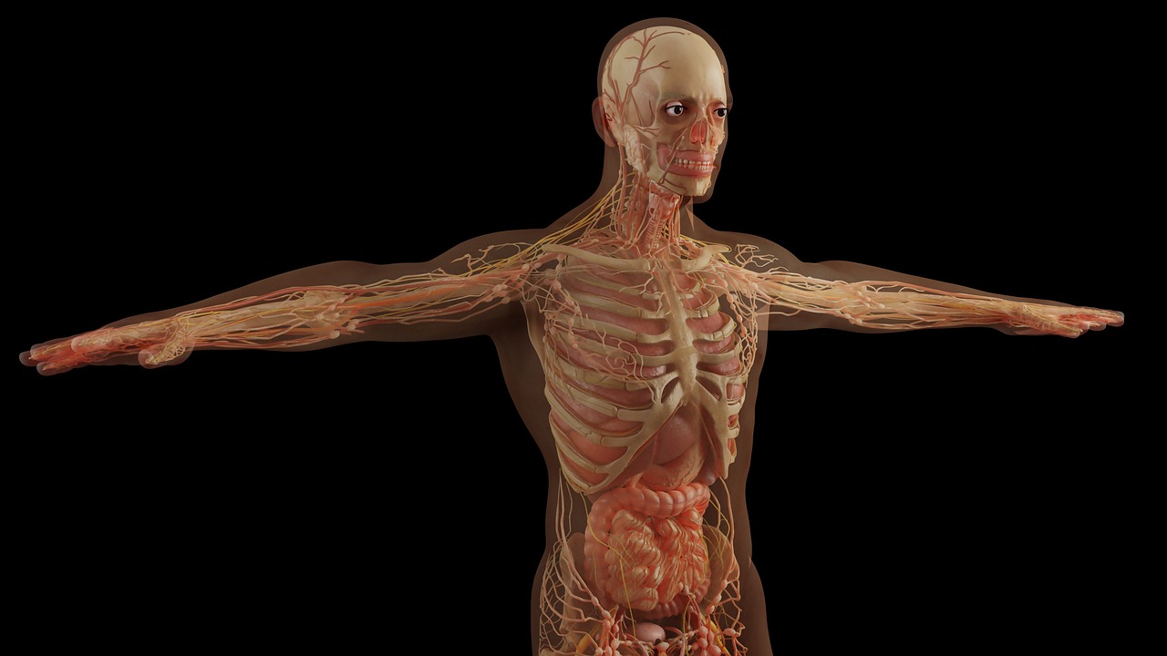 medical anatomy study medical anatomy study