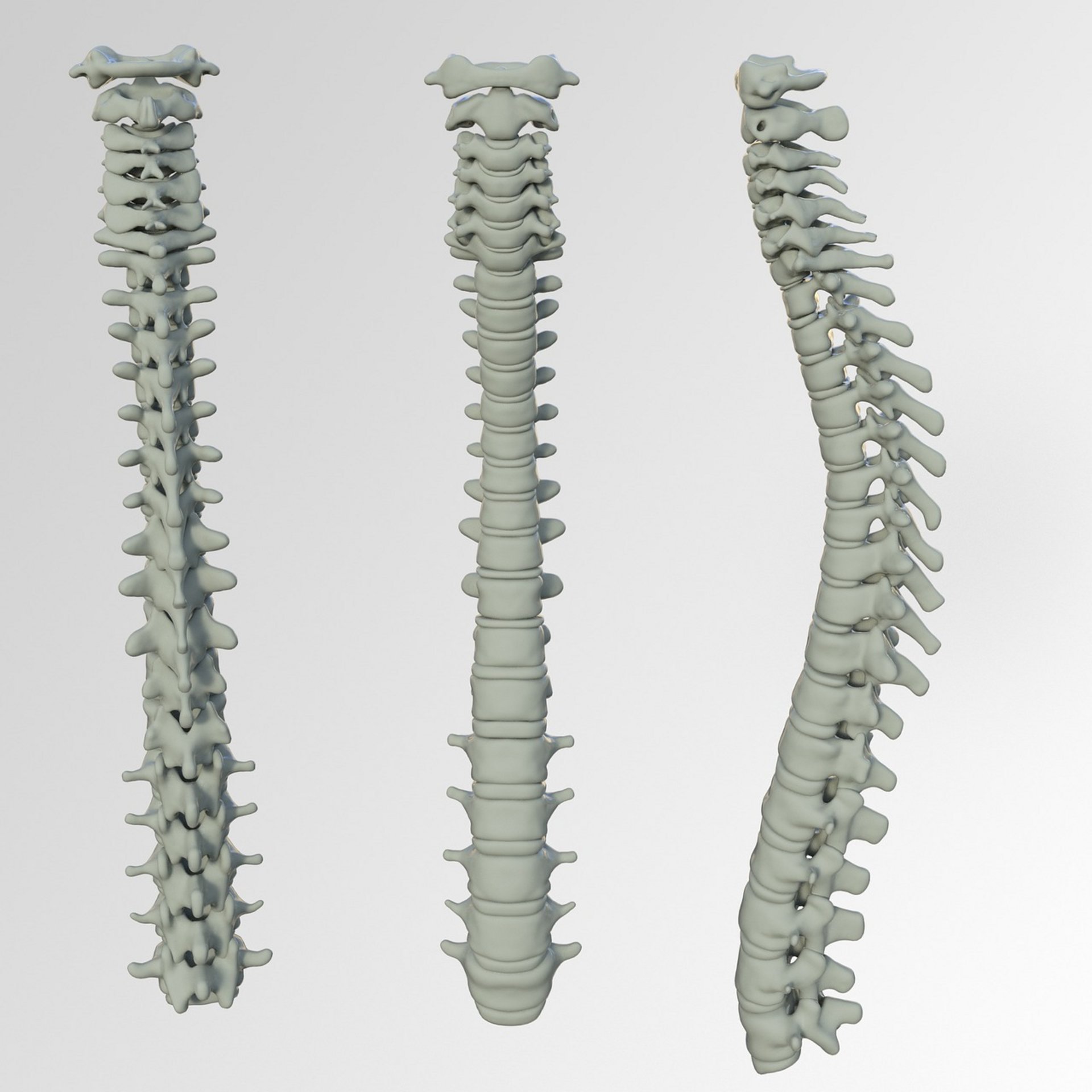 muscular back anatomy muscular back anatomy